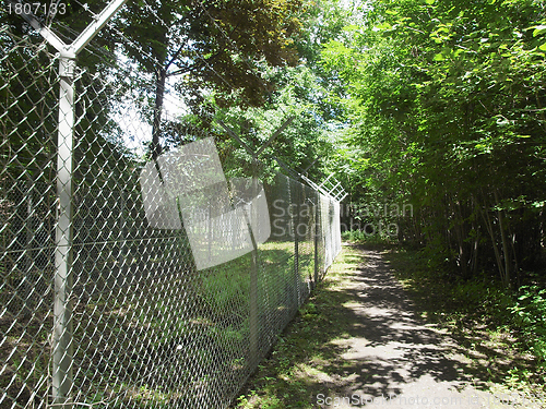 Image of Forest of trees