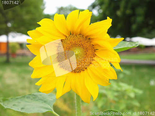 Image of Sunflower flower