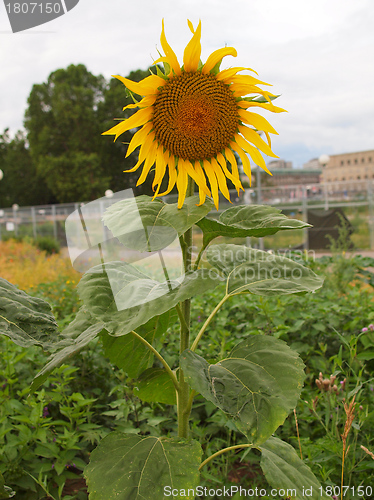 Image of Sunflower flower