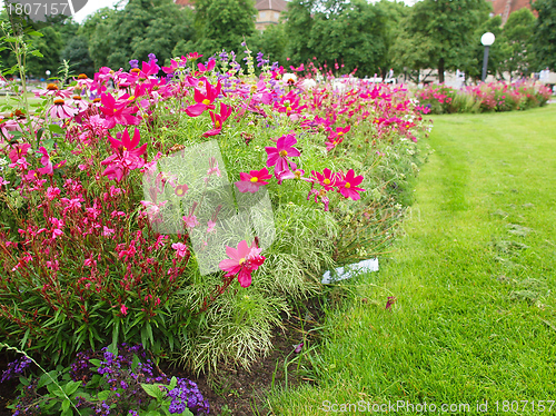 Image of Flowers