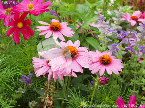 Image of Daisy flower