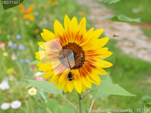 Image of Sunflower flower