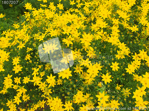 Image of Flowers