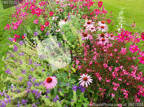 Image of Flowers