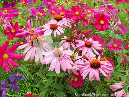 Image of Daisy flower