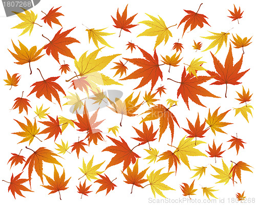 Image of autumn leaves