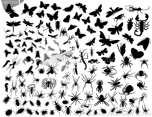 Image of vector insects