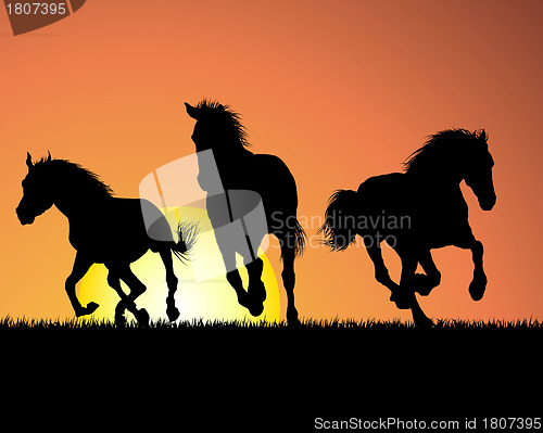 Image of horse on sunset background