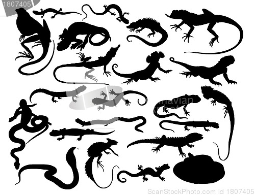 Image of reptiles