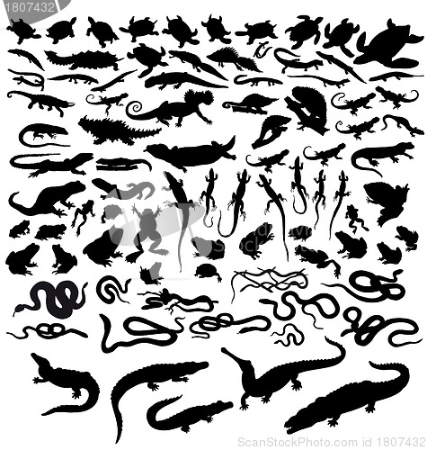 Image of reptiles