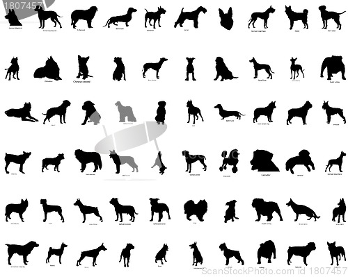 Image of vector silhouettes of  dogs