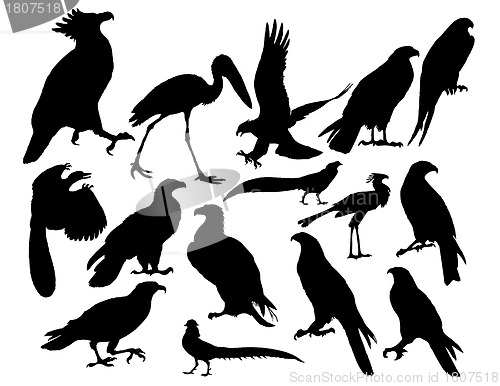 Image of vector birds