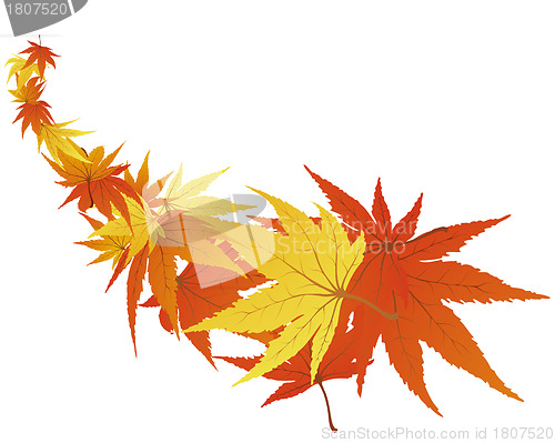 Image of autumn leaves