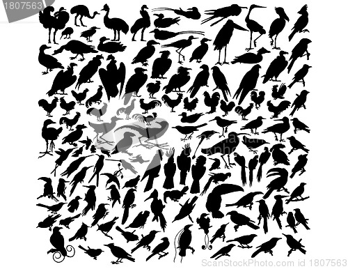 Image of vector birds