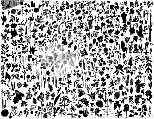 Image of plants and flowers