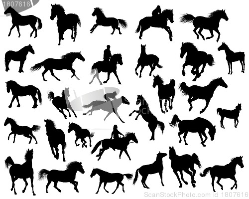 Image of horses silhouettes