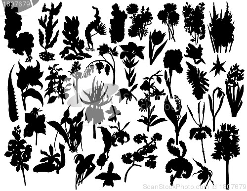 Image of plants and flowers