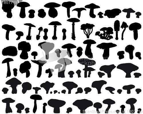 Image of fungus