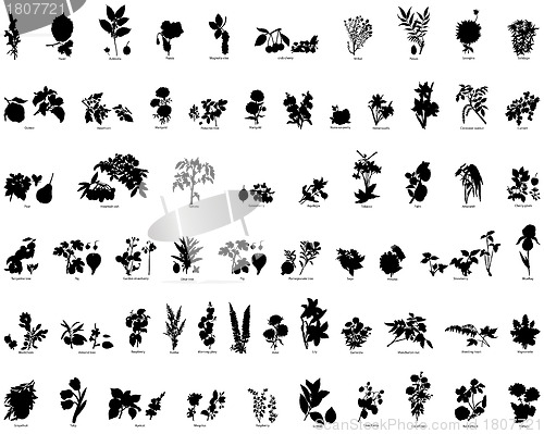 Image of berries and flowers silhouettes
