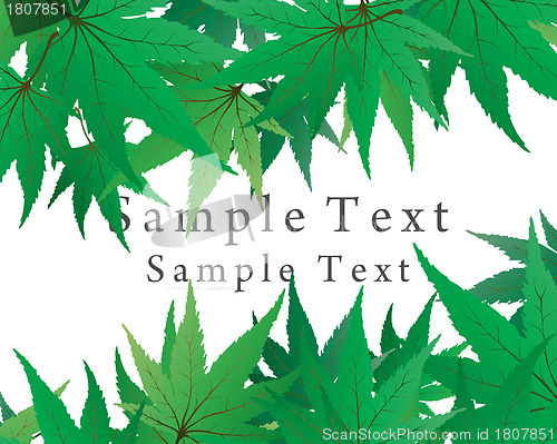 Image of maple leaves
