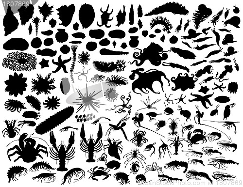 Image of vector mollusks