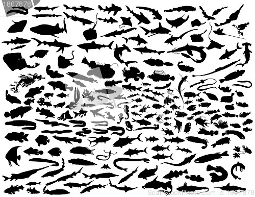 Image of vector fish