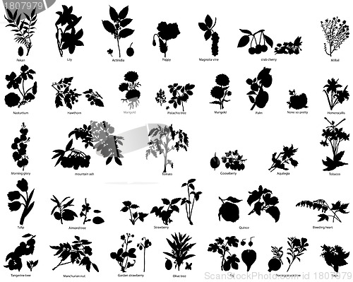 Image of berries and flowers silhouettes