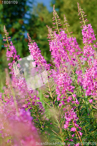 Image of blossoming willow-herb
