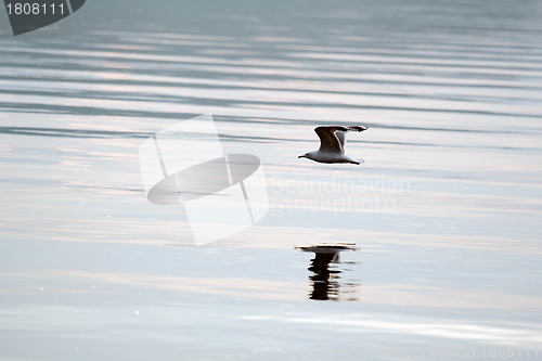 Image of Gull over the water