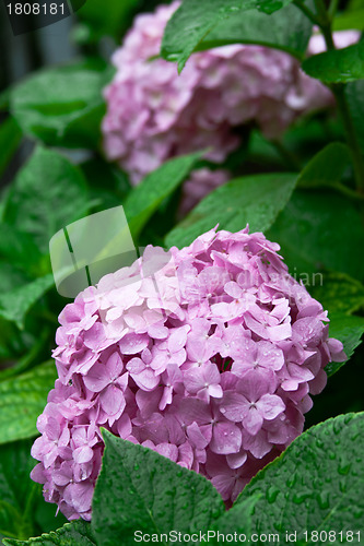 Image of pink hortensia 