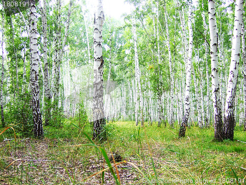 Image of birch forest