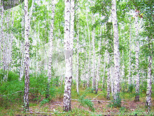 Image of birch forest