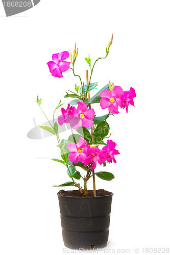 Image of Mandevilla (Dipladenia) in the pot, isolated 