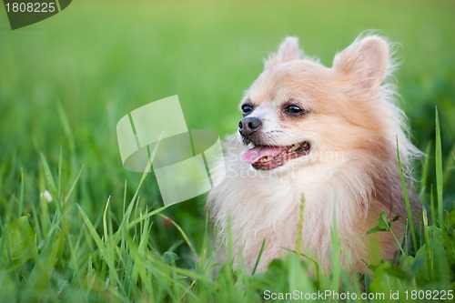 Image of Cute Chihuahua in green grass on a summer day 