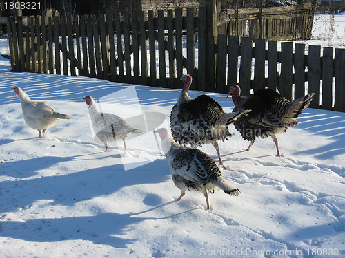 Image of The flight of turkeys