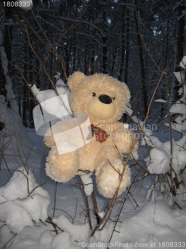 Image of Toy bear in a forest