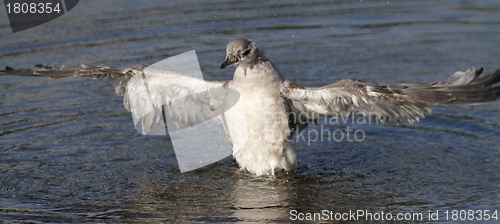 Image of Young gull 