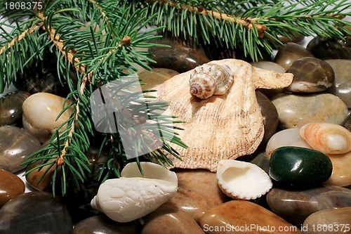 Image of Sea stones