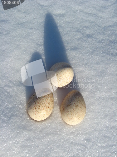 Image of Three eggs of turkey on the snow