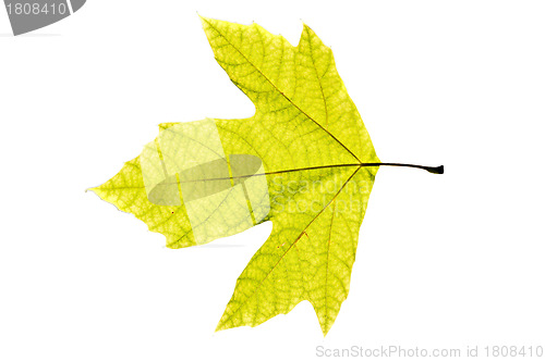 Image of Platanus Leaf Isolated