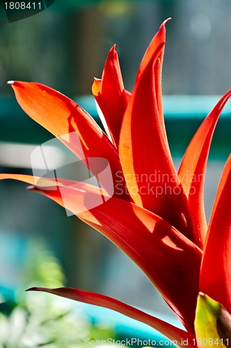 Image of Blooming Bromelia.