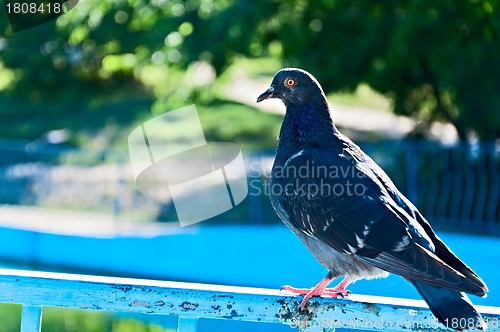 Image of Rock Pigeon