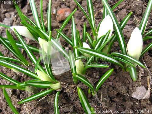 Image of Some blossoming crocuses