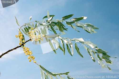 Image of Branch of wild olive trees