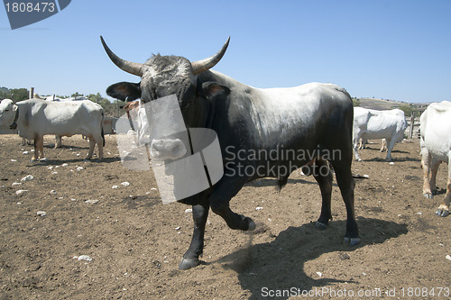 Image of Bull