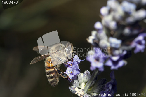 Image of Bee apis mellifica