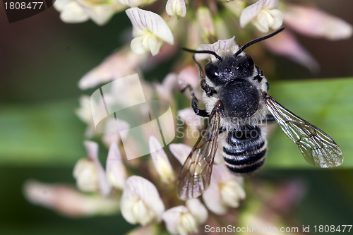 Image of Bee apis mellifica