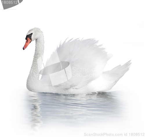 Image of White Swan