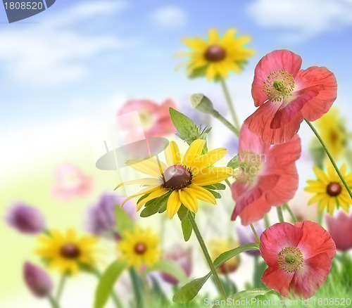Image of Flowers