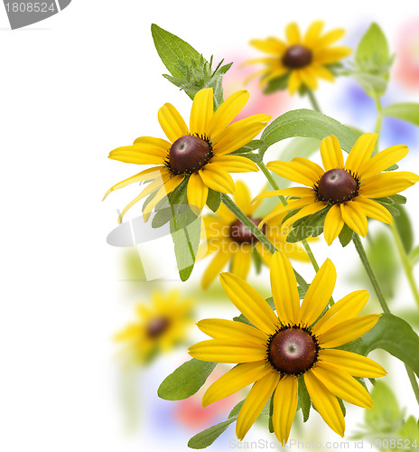 Image of Flowers